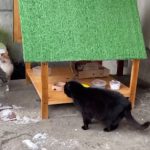 Адреси нових котохат, де можна пригостити чотирилапих смаколиками
