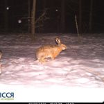 У Чорнобильській зоні запримітили зайця-русака, здатного розганятися до 72 км/год