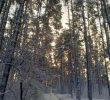 Відновлюватимуть ліси довкола Києва, які зазнали вражень від нашестя окупантів