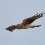 Зафіксовані яструби над Київщиною (+ ФОТО)