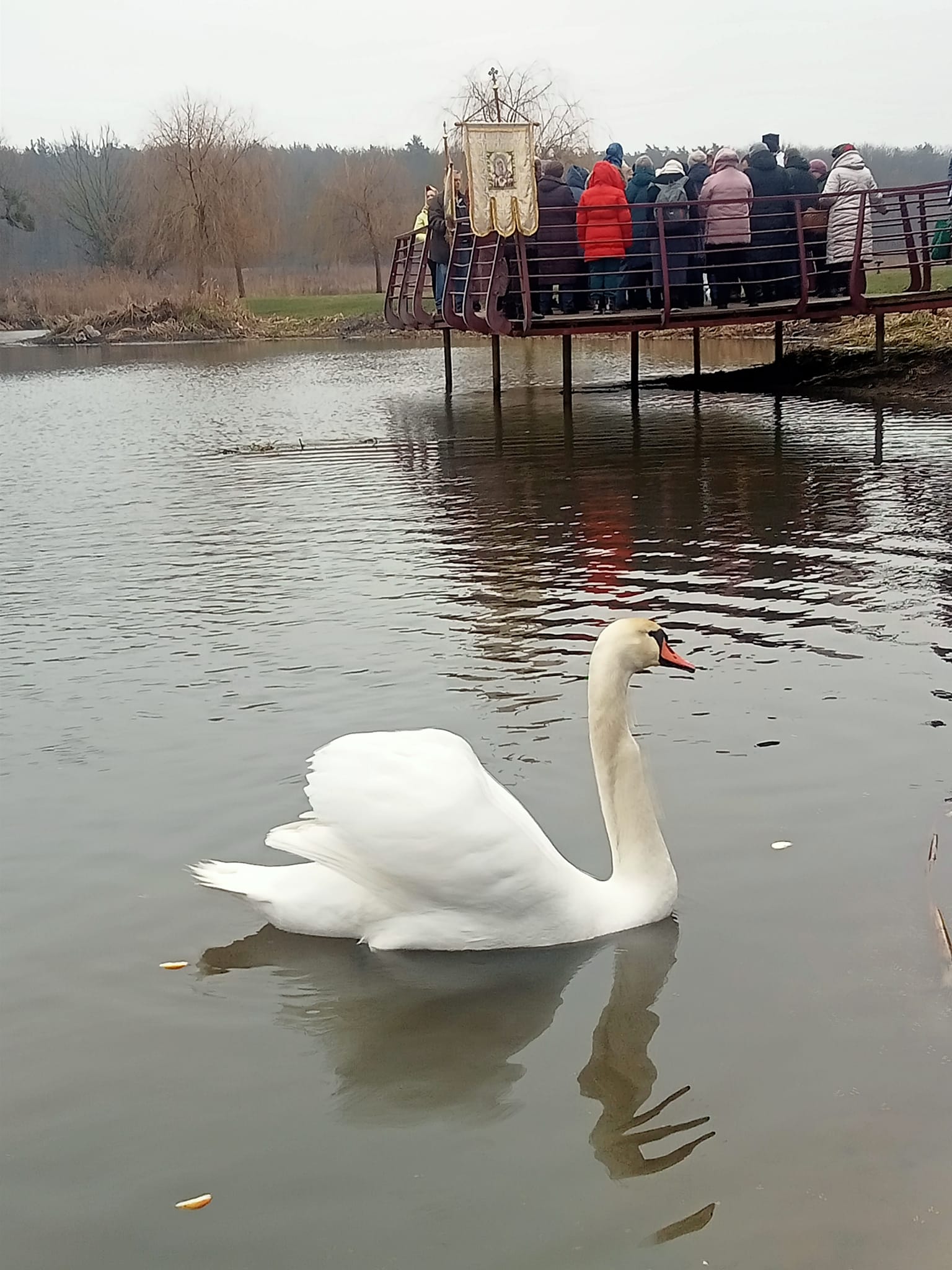 На Водохреща в Ірпінь-річці купалися люди і лебеді (+ФОТО)