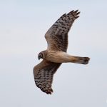 Зафіксовані яструби над Київщиною (+ ФОТО)