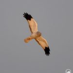 Зафіксовані яструби над Київщиною (+ ФОТО)