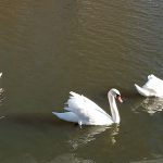 Ірпінські лебеді розправляють крила на весну (ФОТО)