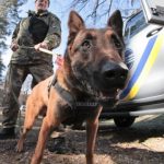 55 собак служать у поліції Київщини (+ фото, відео)