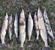 Наловив 8 щук на 28 тис грн: на Ірпінь-річці виявлено риболова-порушника