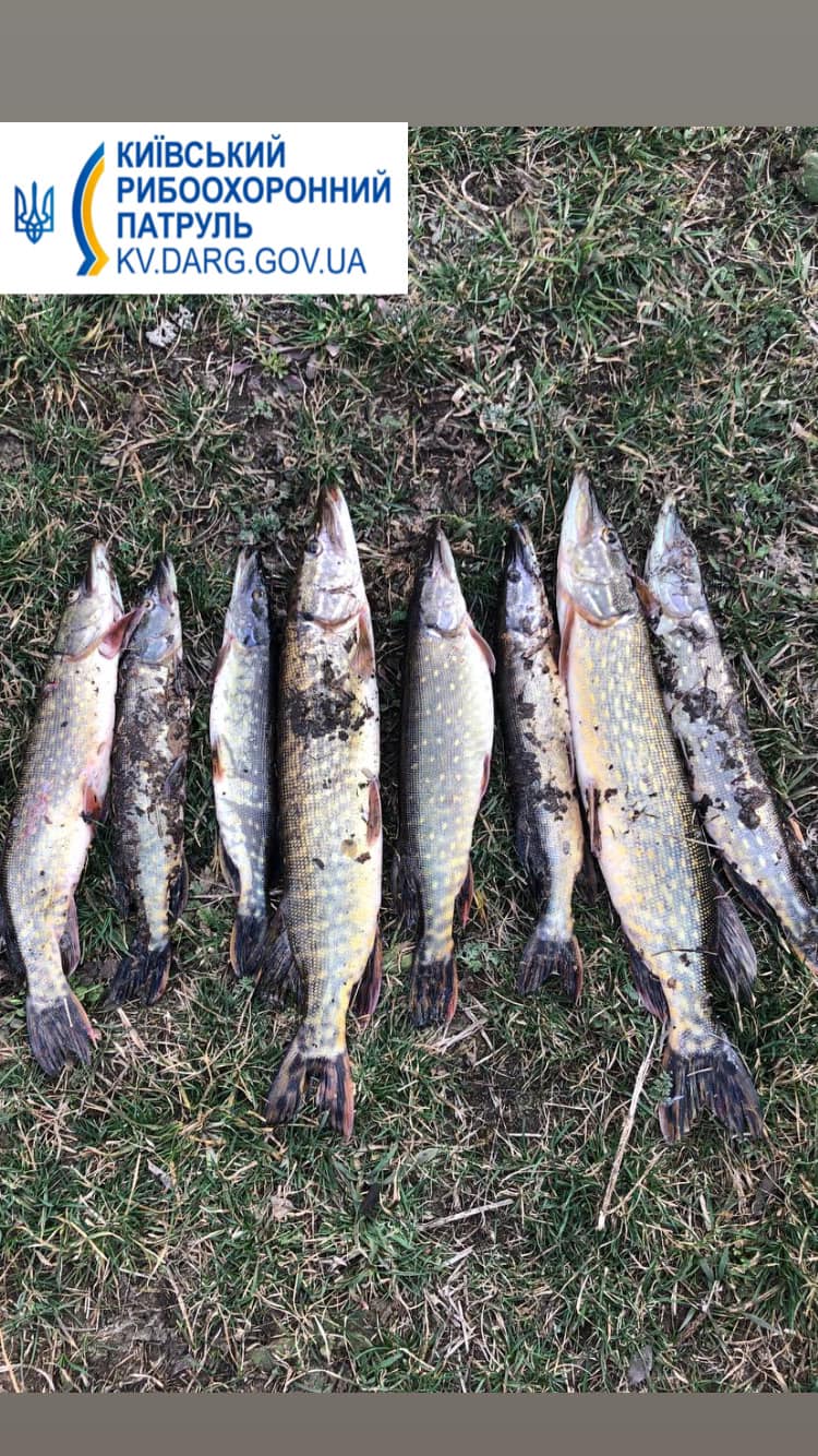 Наловив 8 щук на 28 тис грн: на Ірпінь-річці виявлено риболова-порушника