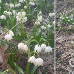 У Чорнобильській зоні розквітнув весняний білоцвіт, зображений на гербах кількох міст (+ фото)