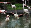 Рожевих фламінго випустять на літні озера Київського зоопарку (+ фото)