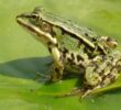 Із заплавних ЖАБудовників жаби сміються: тьма ропух-новоселів замість буратін-інвесторів (+ відео)