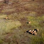 Стадо коней Пржевальського на весняних перелогах зафіксовано в Чорнобильській зоні (+ фото)