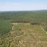 Відсуджено від забудови 19 ділянок (площею 2,5 га) в Біличанському лісі  