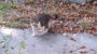Ірпінський кіт спіймав мишку (+ фото, відео)