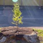 20 січня – День пам’яті захисників Донецького аеропорту